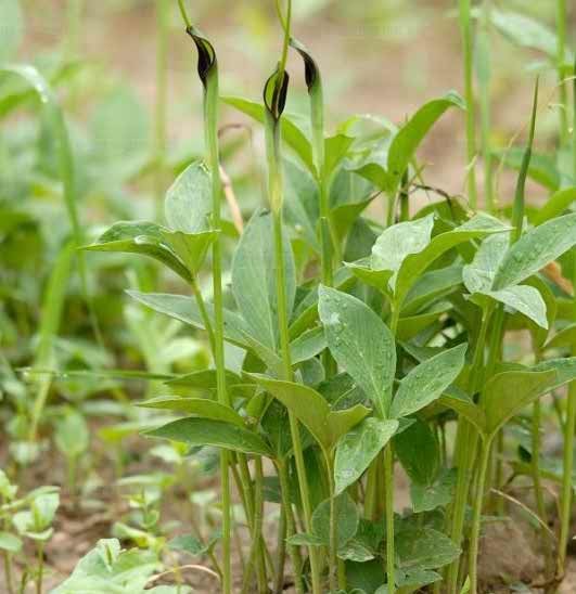 玉米地里这种杂草长得像玉米人称半夏居然是珍贵药材