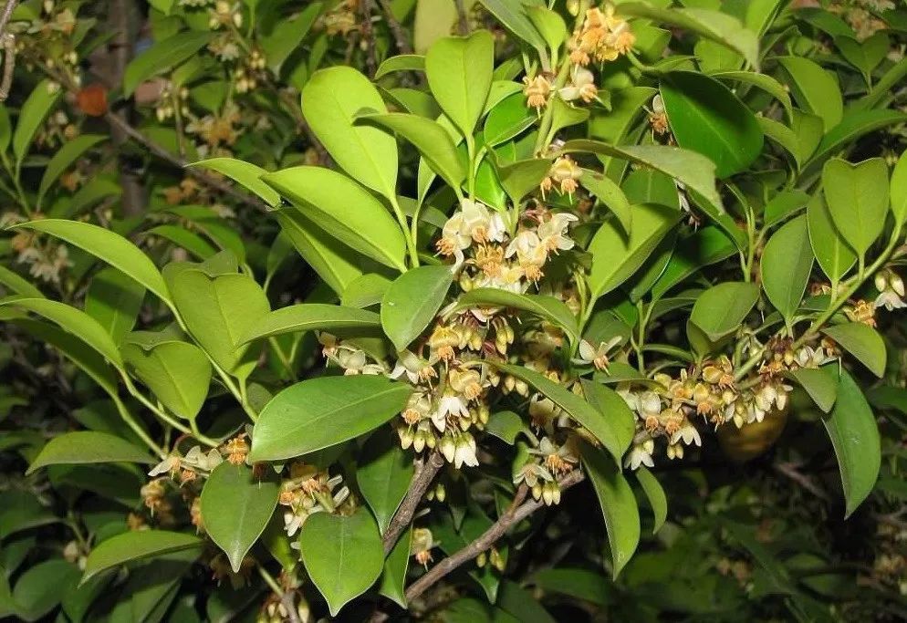 在日本人眼里,杨桐是"神木",树叶可以用来祭祀,还可以扎成一束一束的