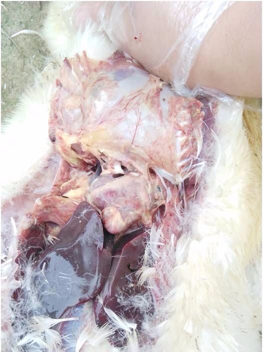 养鸭鹅子千万别"闷棚"!_腾讯新闻