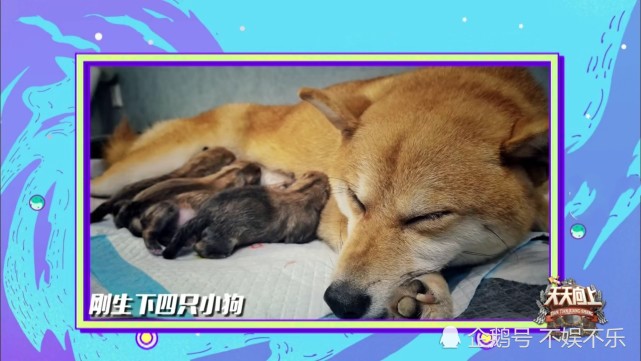 向往的生活 萌宠小h惊现 天天向上 专家评价其本性凶暴
