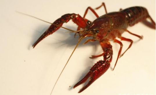 小龙虾精养塘如何放虾苗产量高