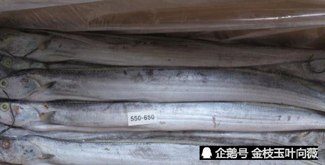 带鱼都是冰冻的,没人见过活的,原因很简单