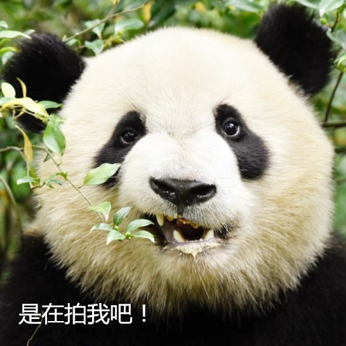 熊猫张大嘴巴吓人,一秒后画面突变"略略略,网友:是不是傻?