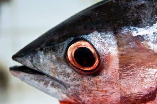 日本人最爱吃的金枪鱼眼睛,还是最佳美容食品