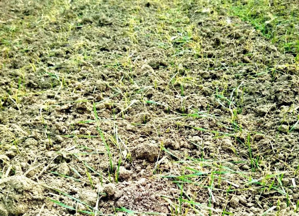 冬小麦|小麦播种后几天出苗？出苗时间过晚怎么办？快来看答案！