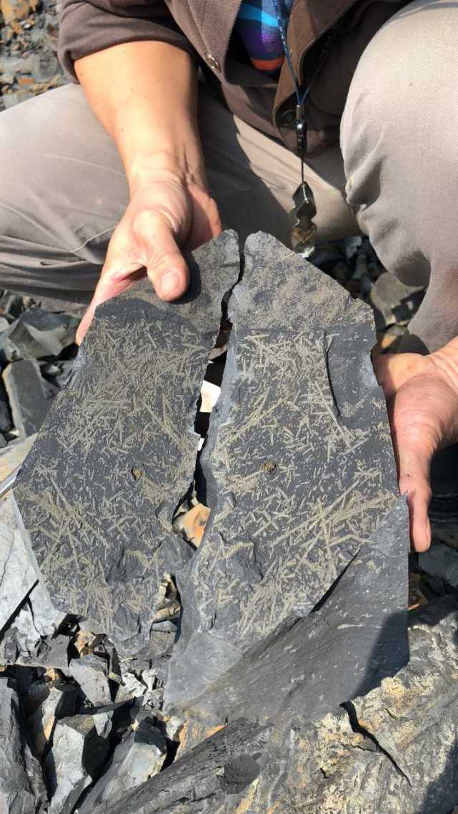 杭州绕城西复线发现"笔石"化石 距今已有4亿多年历史_大浙网_腾讯网