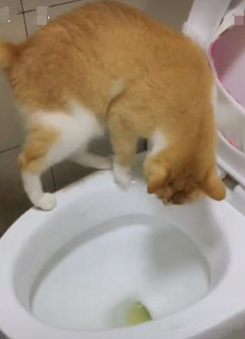 有猫砂不用 反而去马桶小便的猫咪 让不知情的主人心中发毛