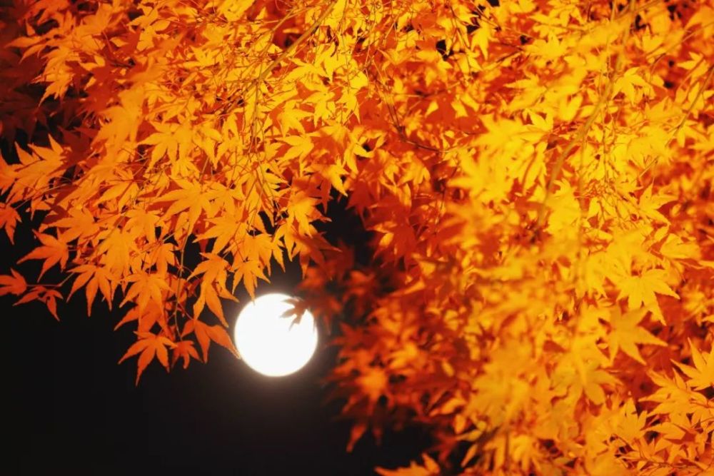 祭秋月秋分曾是传统的"祭月节".现在的中秋节则由传统的"祭月节"而来.