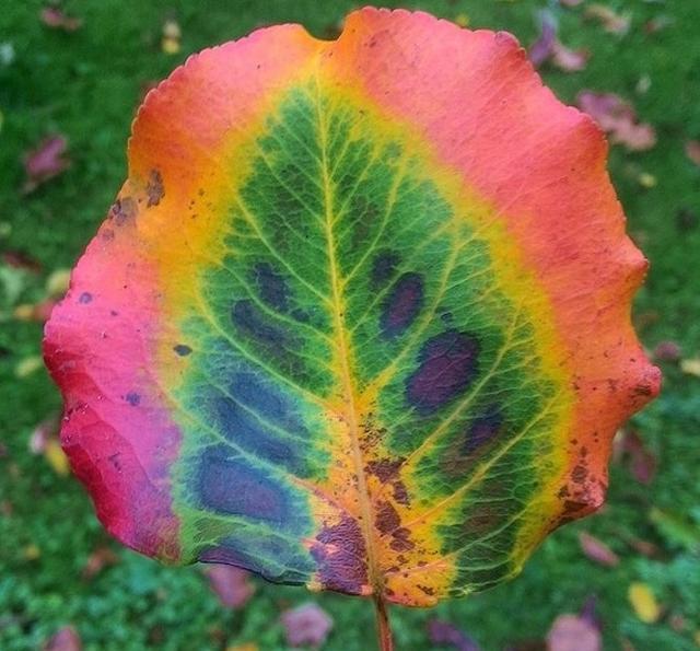 8张"难得一见"的照片,图4的叶子颜色太鲜艳了