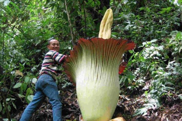 世界上生活4000年的好色食人树,专挑美女来吃,它是怎么吃人的?