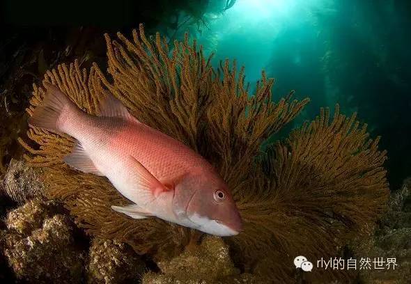 【rlyl物种说】今日-美丽突额隆头鱼(california sheephead)