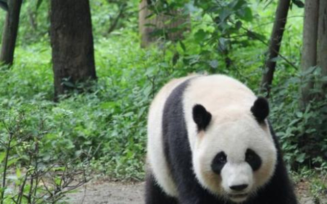 终于知道,为什么外国人这么喜欢熊猫了,我们的