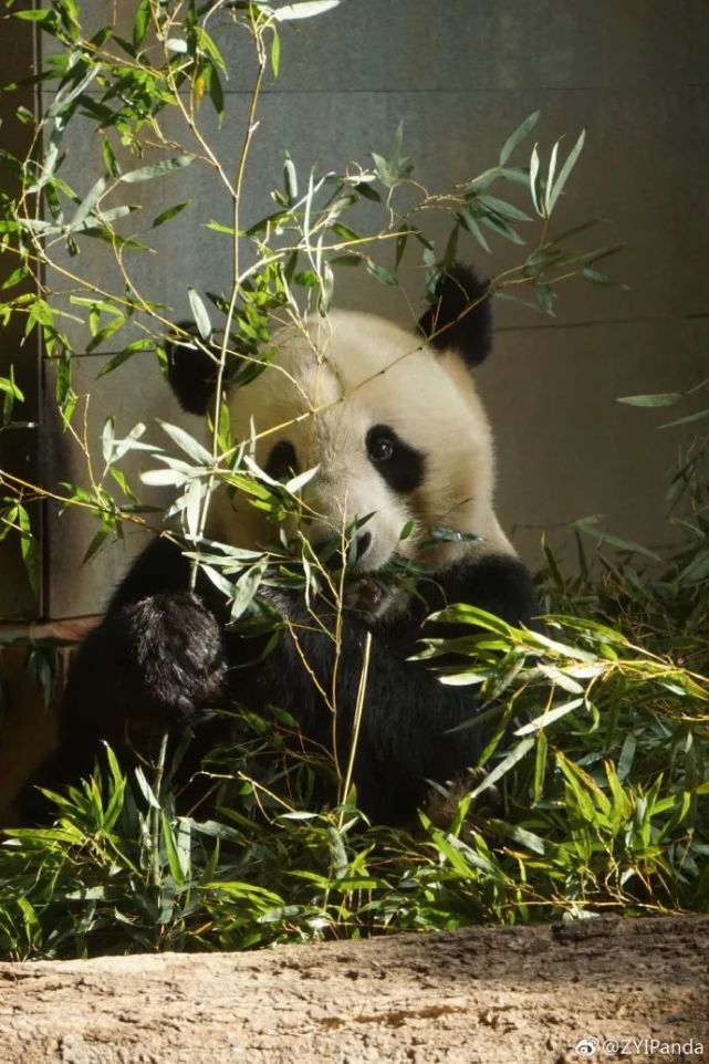 纷纷发布了龙飞生前憨态可掬的照片,视频资料微博超话"大熊猫龙飞"里