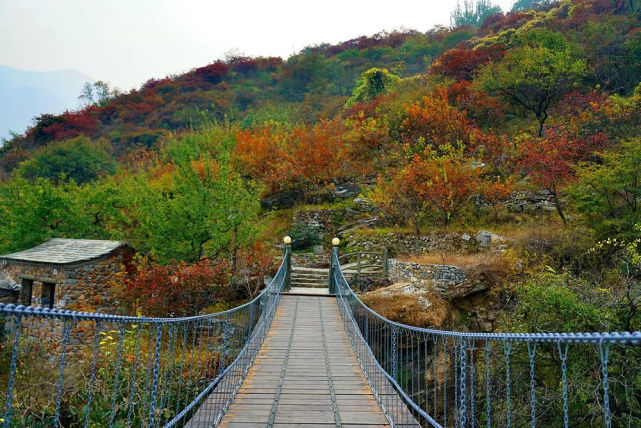 大自然或許是這世上最有魄力的油畫家,坡峰嶺這兩千餘畝黃櫨,隨著海拔