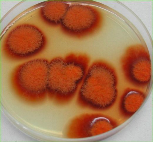 红曲霉菌落图片图片
