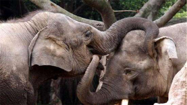 并不是所有雄性的睾丸都挂在外面,大象的"蛋蛋"是长在体内的!