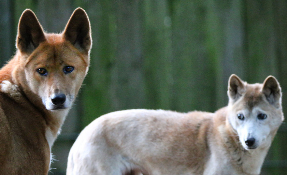 会唱歌的犬种,却脾气暴躁不喜欢人类,至今也没被完全驯化