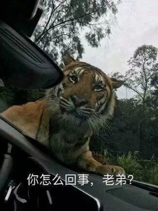 搞笑你怎么回事,老弟表情包,小老弟你往后稍稍(熊)