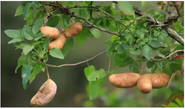 炎陵山里牛卵坨熟了,可以去摘了