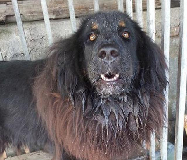 主人养了一只大黑狗,街坊四邻却怨声载道,看到狗狗模样懂了