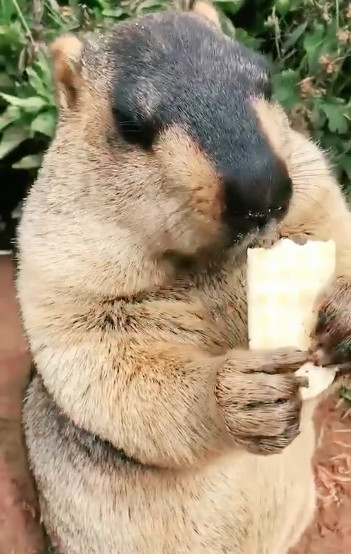 主人散步偶遇土拨鼠,腮帮子鼓鼓有问题,看到他吃的食物逆天了