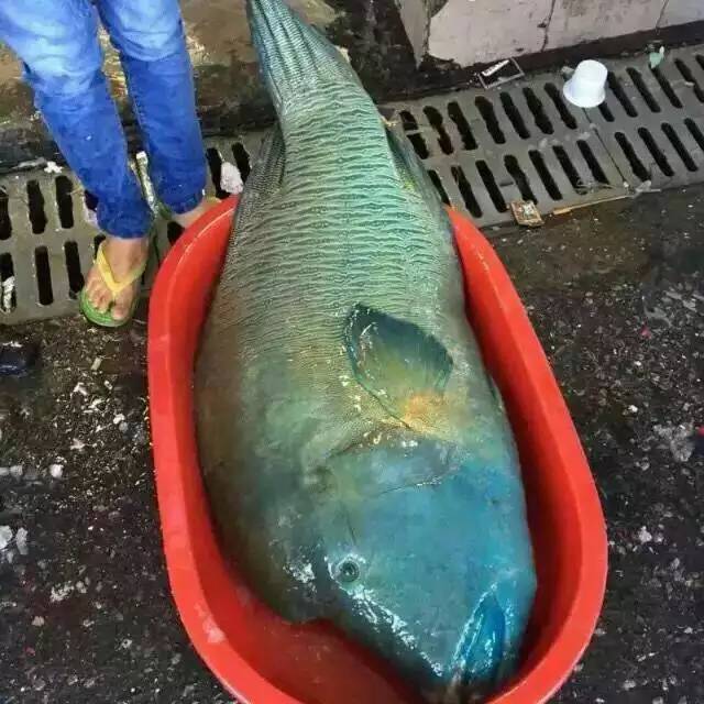 波紋唇魚也叫