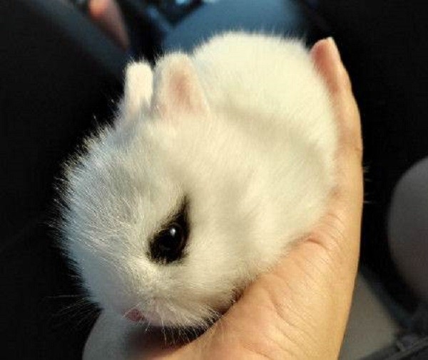 世界上最小的兔子荷兰侏儒兔,体重不足1公斤,托在手心的萌物!