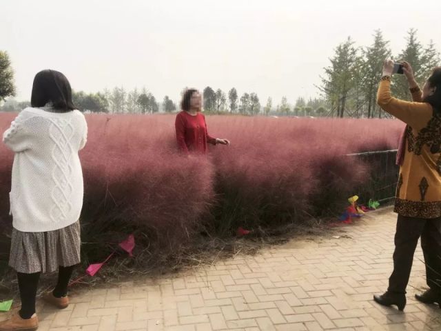 周村农村户口身价上涨!山东理工大一教授遛狗