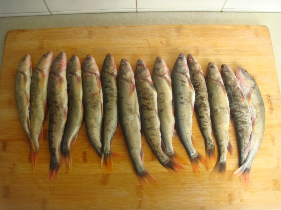 后代,却生活在咸水湖中,如今爆红全国无人敢吃