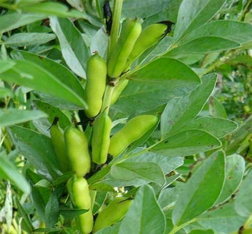 农田里种植的蚕豆叶可以吃吗怎么做好吃蚕豆叶有什么作用