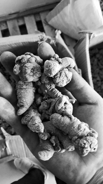 长期服用大量"土三七"会中毒甚至死亡专家:三七服用有讲究,最好到正规