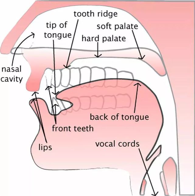 英语语音 练习英语发音必需熟知的三张图示