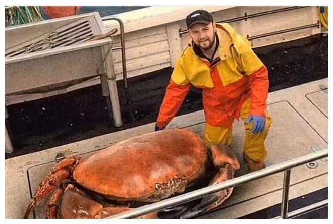 澳洲最大螃蟹,重达72斤,一对蟹钳够一家人吃饱