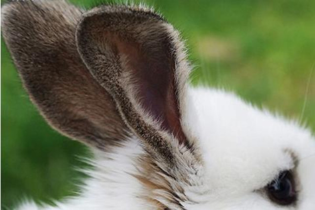 心理测试:4只兔子耳朵,选你最喜欢的,测你近期会有什么好运?