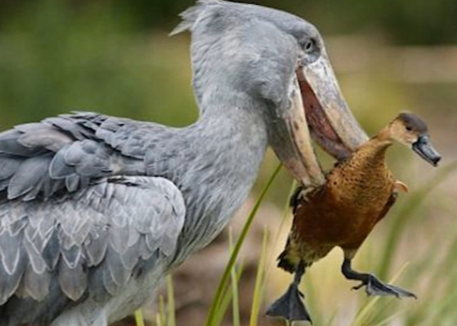 呆萌鲸头鹳连吃鱼都困难,究竟是怎么单挑鳄鱼的呢?