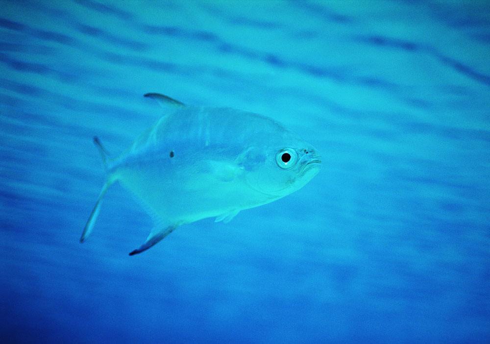 深海魚是海洋中最有營養的,因為汙染少,所以能提煉出深海魚油!