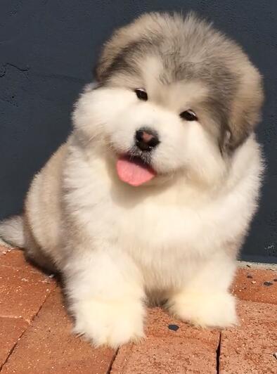 阿拉斯加狗狗的歪头杀,看一眼就让人萌化了,温馨一幕