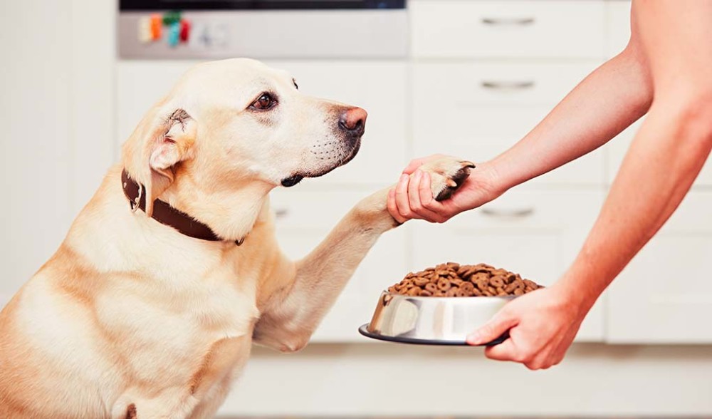 科学家称拉布拉多犬毛色跟寿命有关 快来看看你家狗狗长寿吗