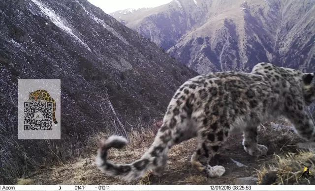 雪豹|需要多少努力，才能给雪豹一个光明的未来？