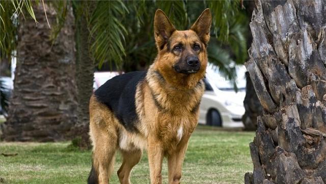 德国牧羊犬在饮食上该注意哪些,铲屎官们要了解这些饮食需求