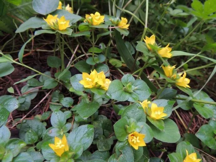 这种野草得像铜钱,路边到处都是,爆盆起来比铜钱草还猛!