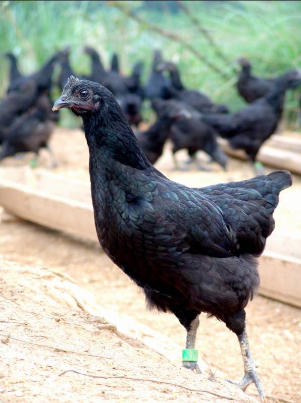 德化黑鸡司令刘志军即将全国出名