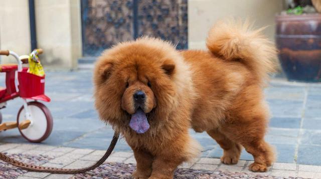 松狮犬持续呕吐怎么办 可以观察呕吐物了解病因和症状