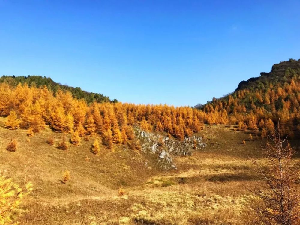 川渝交界处的原始秘境万亩彩林正绚灿到梦幻