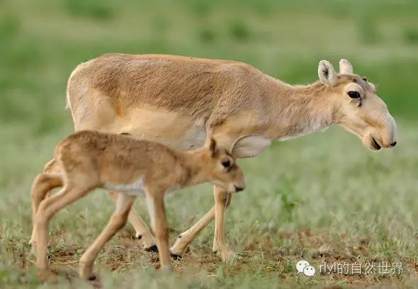 【rlyl物种说】今日--高鼻羚羊(saiga antelope)