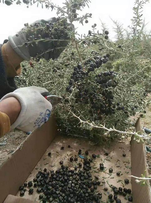 黑枸杞又被央视曝光!连续喝3个月竟然变成这样