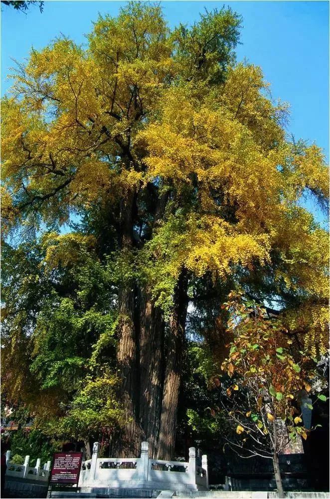 唐太宗种的银杏树图片