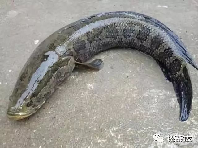 1分钟学会手竿钓黑鱼,找鱼窝是关键,鱼饵更简单