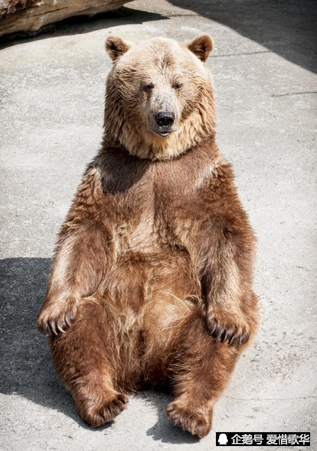 俄罗斯棕熊为了一块饼干,居然放弃了作为一只熊的尊严,撒娇卖萌