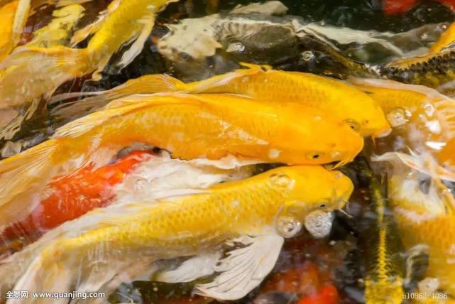 黑鲤鱼变成锦鲤